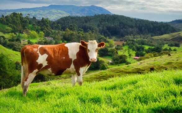 une vache dans un pré