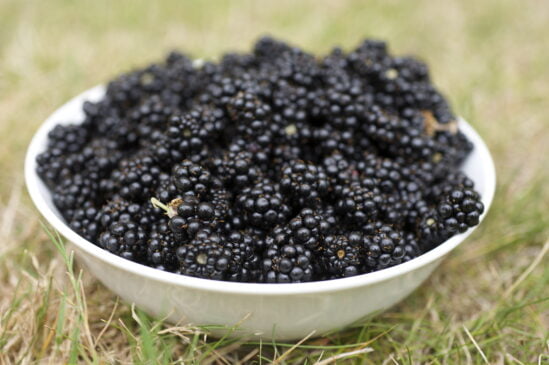 une belle coupelle remplies de mûres sauvages