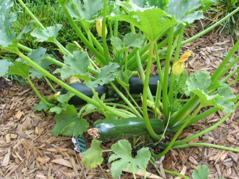 plants de courgettes dans le jardin