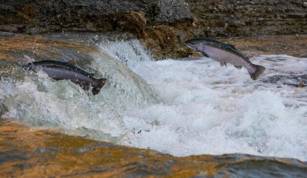 des saumons remontent une rivière