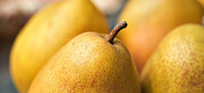 recette gâteau aux poires sans lait