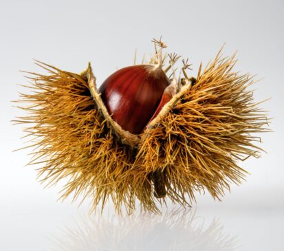 recette pour faire de la crème de marrons