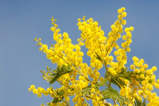 du mimosa